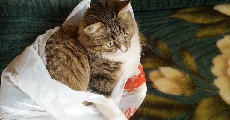 Carrièreswitch: een kat in de zak gekocht? 5 tips om dit te voorkomen