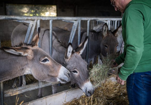 Ezels boerderij